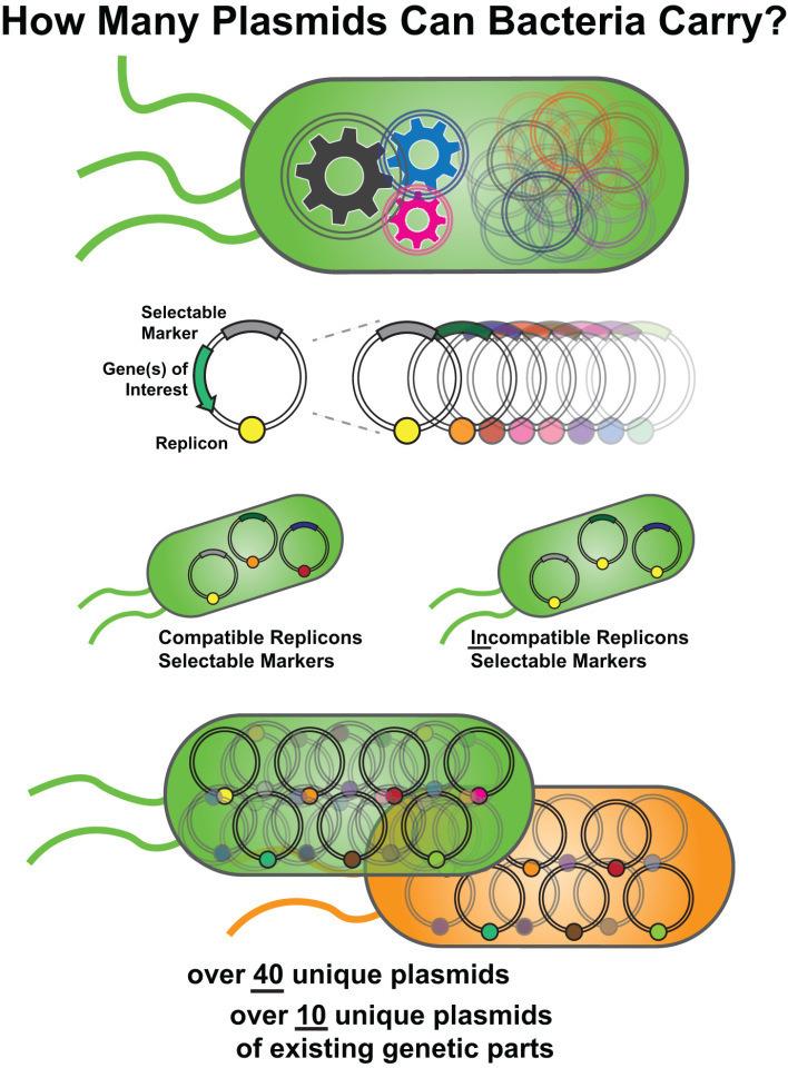 https://cdn.ncbi.nlm.nih.gov/pmc/blobs/79ec/12307069/6451a6e5ae37/rsob.240378.fg001.jpg