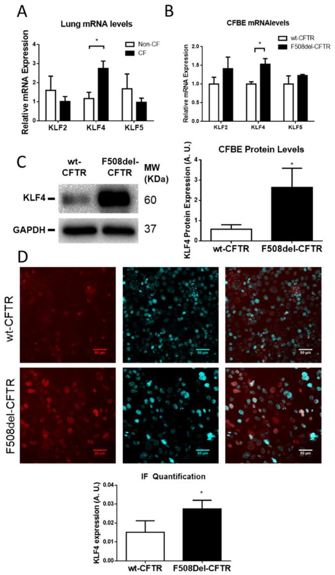 https://cdn.ncbi.nlm.nih.gov/pmc/blobs/79ec/7408019/05ed579e72a7/cells-09-01607-g001.jpg