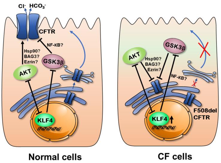 https://cdn.ncbi.nlm.nih.gov/pmc/blobs/79ec/7408019/bc964a4cf1b9/cells-09-01607-g006.jpg