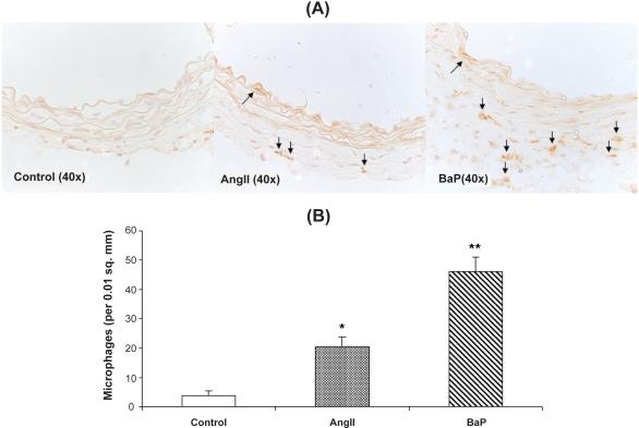https://cdn.ncbi.nlm.nih.gov/pmc/blobs/79ed/2605340/1c8115940079/vhrm-4-1095f4.jpg