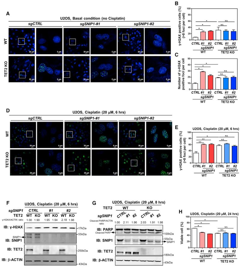 https://cdn.ncbi.nlm.nih.gov/pmc/blobs/79ee/6317994/0d2eb5187d55/nihms-1512145-f0007.jpg