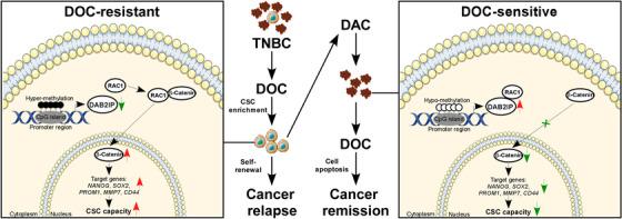 https://cdn.ncbi.nlm.nih.gov/pmc/blobs/79f2/9763535/23b771d6d5a4/CTM2-12-e1133-g009.jpg