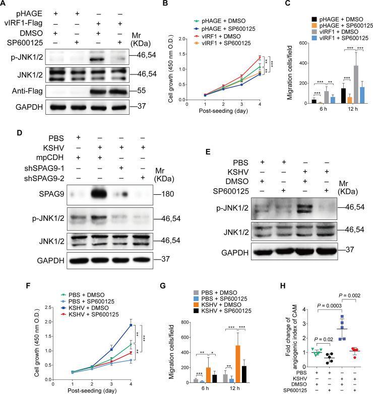 https://cdn.ncbi.nlm.nih.gov/pmc/blobs/79f4/7446834/12c609b775ec/ppat.1008730.g005.jpg