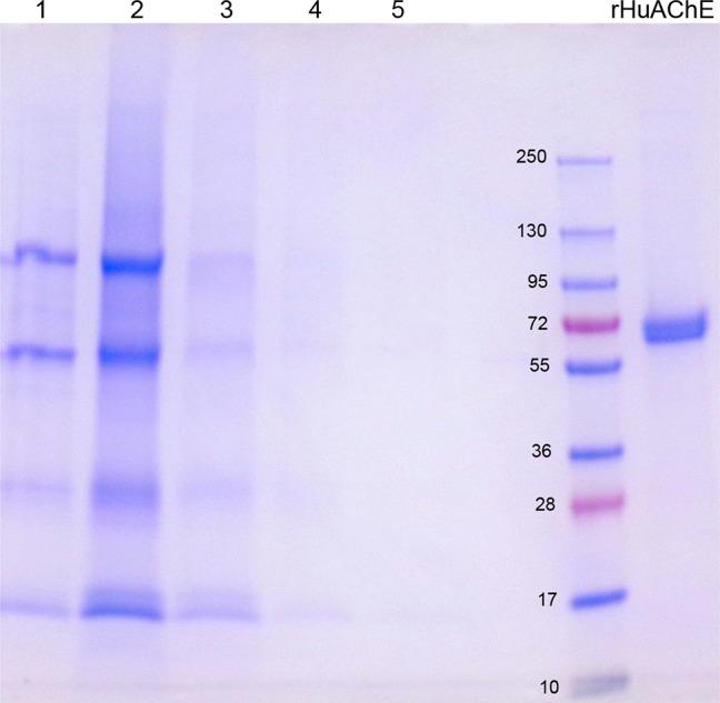 https://cdn.ncbi.nlm.nih.gov/pmc/blobs/79f7/5757501/c772c25e9d49/ac-2017-041604_0001.jpg