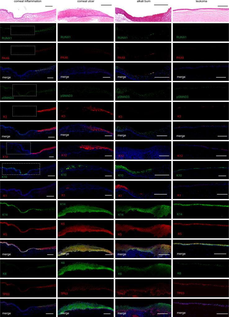 https://cdn.ncbi.nlm.nih.gov/pmc/blobs/79fc/7814021/4a42ea26f84f/41467_2020_20713_Fig6_HTML.jpg