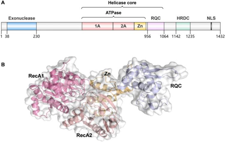 https://cdn.ncbi.nlm.nih.gov/pmc/blobs/79fd/12328481/770949778d50/10238_2025_1781_Fig1_HTML.jpg