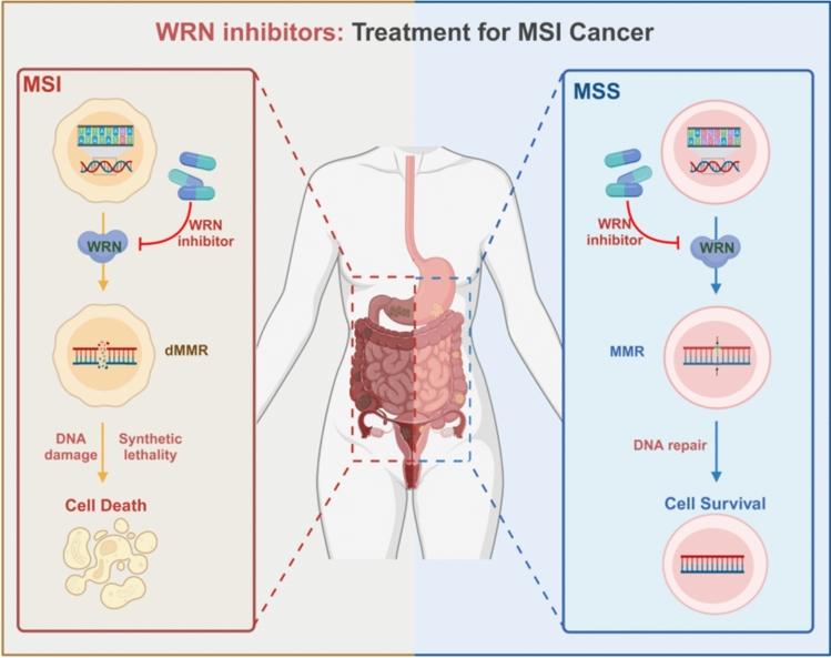 https://cdn.ncbi.nlm.nih.gov/pmc/blobs/79fd/12328481/8bd1534f4fd7/10238_2025_1781_Fig3_HTML.jpg