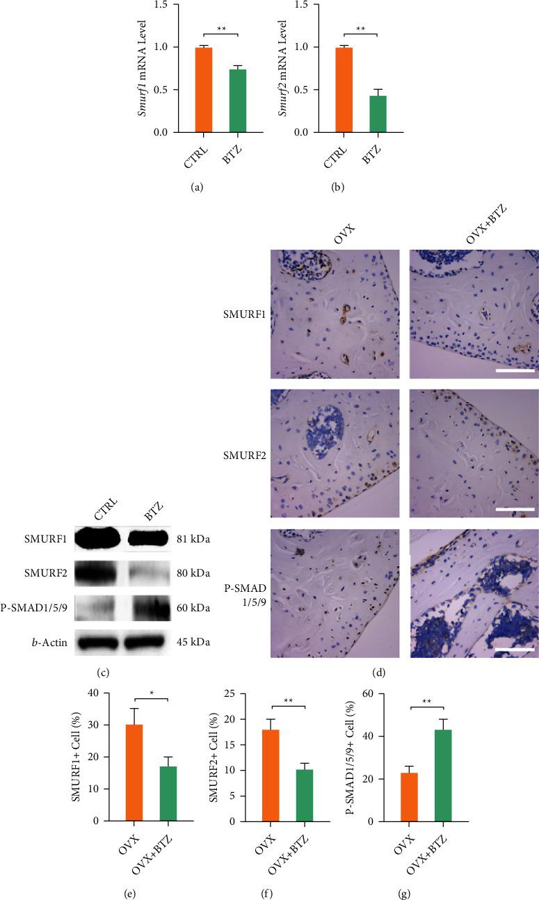 https://cdn.ncbi.nlm.nih.gov/pmc/blobs/79fe/8741347/6b0f0b796983/OMCL2021-9661200.006.jpg