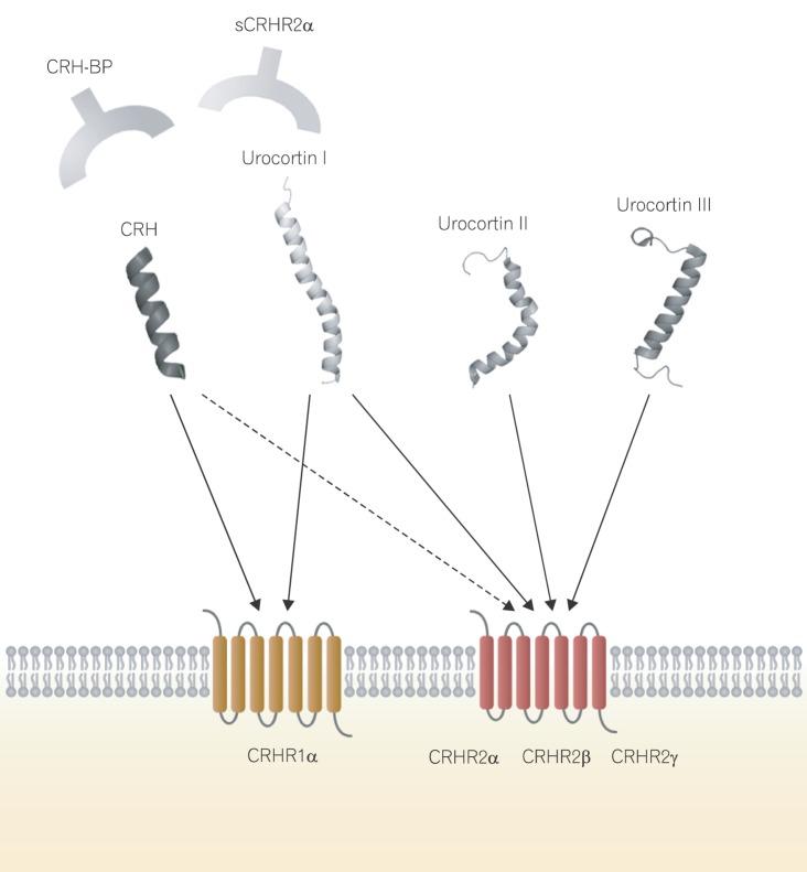https://cdn.ncbi.nlm.nih.gov/pmc/blobs/7a02/4204709/61f059626dc8/ir-12-96-g001.jpg