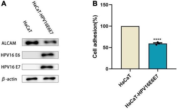 https://cdn.ncbi.nlm.nih.gov/pmc/blobs/7a02/9515614/ff5a4b20f743/fmicb-13-979087-g001.jpg