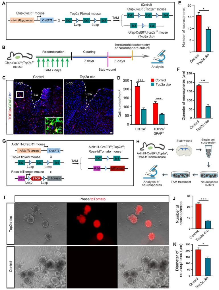 https://cdn.ncbi.nlm.nih.gov/pmc/blobs/7a03/12036888/96b25b463e3c/thnov15p5402g006.jpg