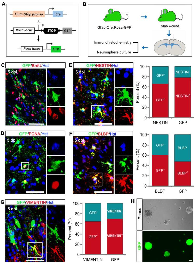 https://cdn.ncbi.nlm.nih.gov/pmc/blobs/7a03/12036888/d616a0939d90/thnov15p5402g002.jpg