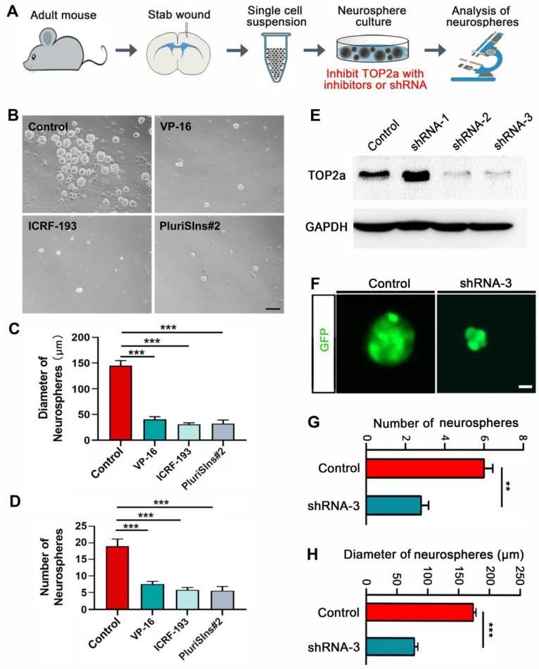 https://cdn.ncbi.nlm.nih.gov/pmc/blobs/7a03/12036888/ef73a7baf45a/thnov15p5402g004.jpg