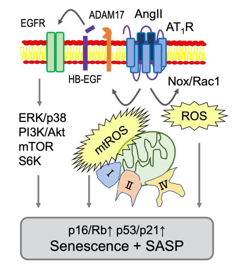 https://cdn.ncbi.nlm.nih.gov/pmc/blobs/7a03/7555774/7ddf5f24f171/ijms-21-06579-g002.jpg