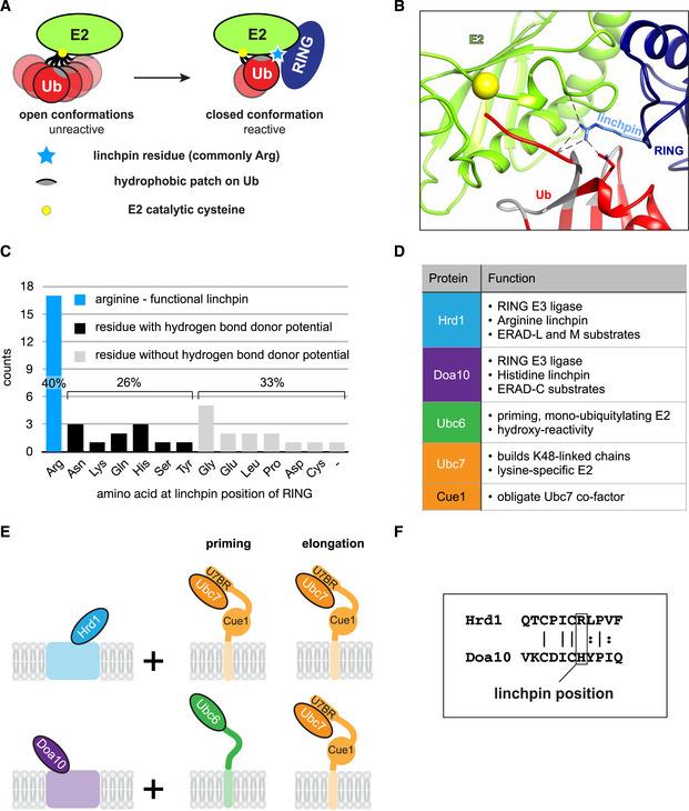 https://cdn.ncbi.nlm.nih.gov/pmc/blobs/7a07/7667886/52d1c254a668/EMBJ-39-e104863-g002.jpg
