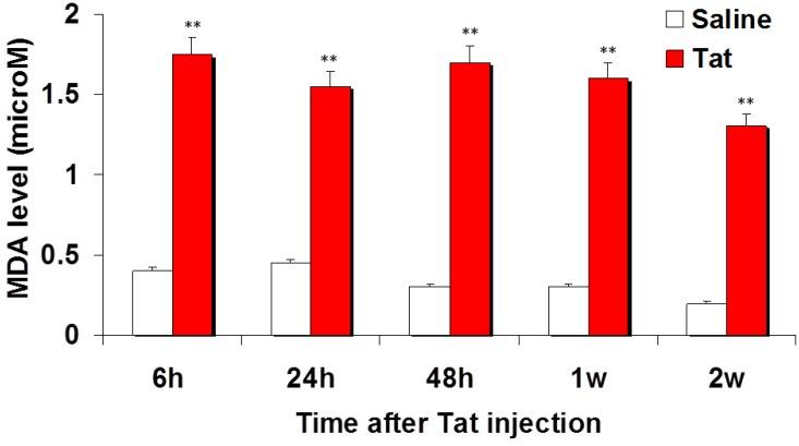 https://cdn.ncbi.nlm.nih.gov/pmc/blobs/7a09/4665482/0b290ddc8c8c/antioxidants-03-00414-g001.jpg