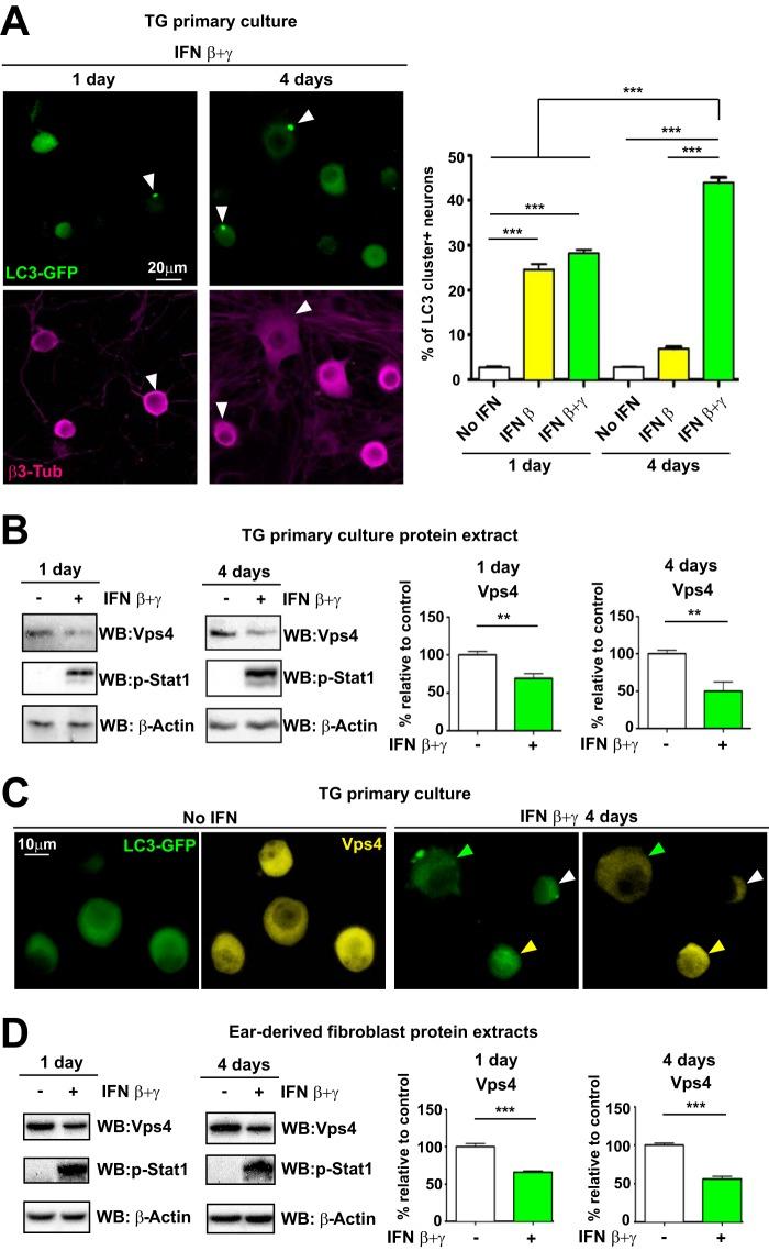 https://cdn.ncbi.nlm.nih.gov/pmc/blobs/7a09/6401484/987e0ab0231a/mBio.02567-18-f0005.jpg