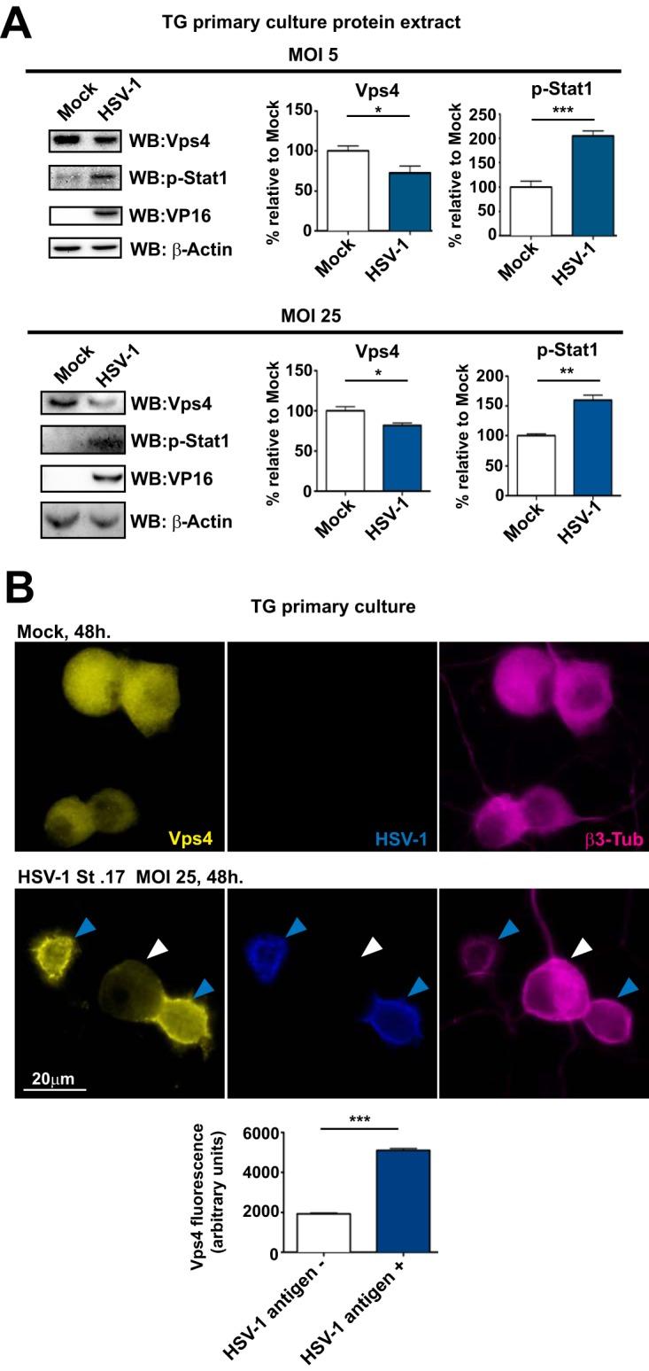 https://cdn.ncbi.nlm.nih.gov/pmc/blobs/7a09/6401484/a4ef6bceb58e/mBio.02567-18-f0004.jpg