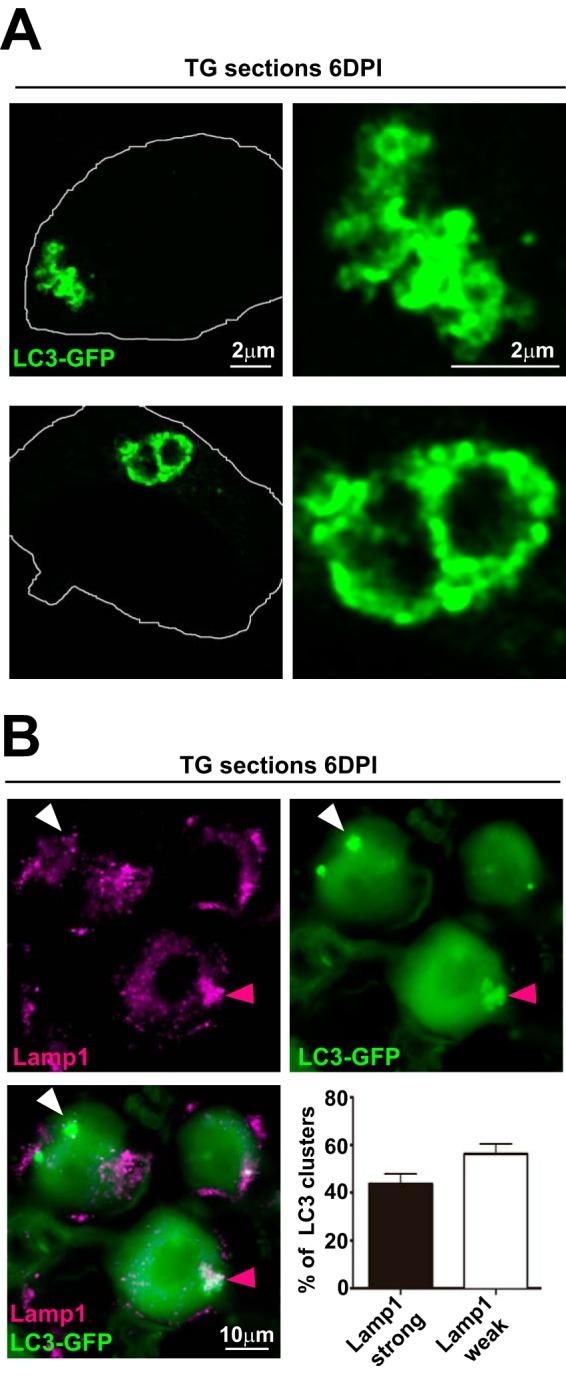 https://cdn.ncbi.nlm.nih.gov/pmc/blobs/7a09/6401484/b7422513ca38/mBio.02567-18-f0002.jpg