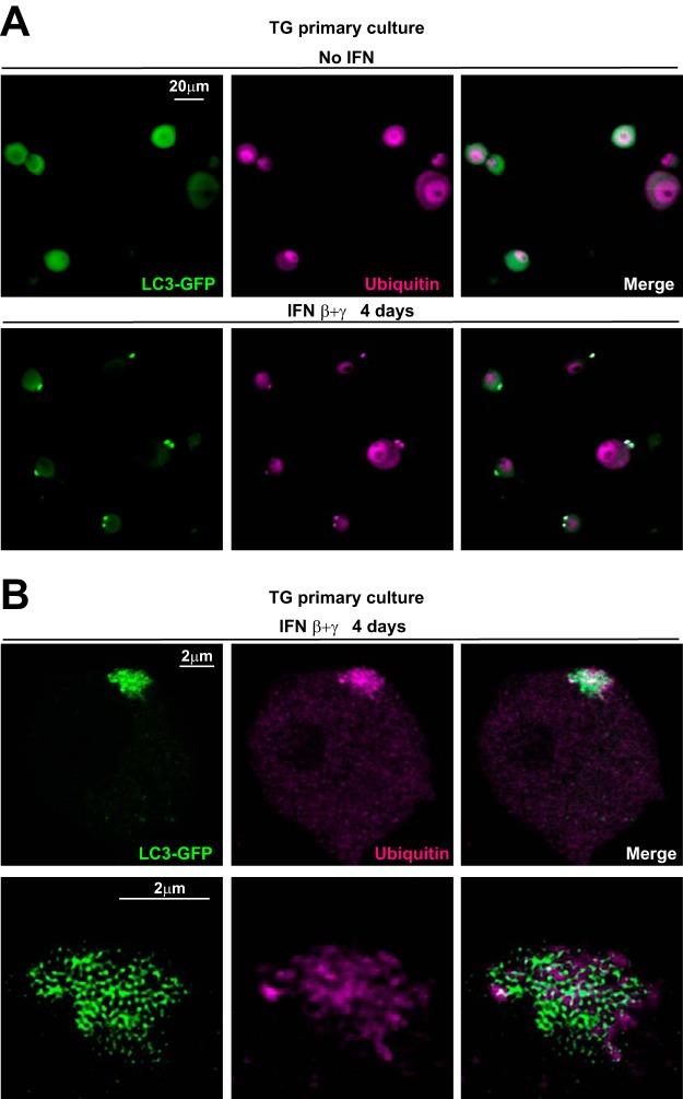 https://cdn.ncbi.nlm.nih.gov/pmc/blobs/7a09/6401484/b85cd6d275e4/mBio.02567-18-f0008.jpg
