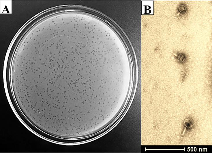 https://cdn.ncbi.nlm.nih.gov/pmc/blobs/7a0b/12210895/007e10bd147d/spectrum.01301-24.f001.jpg