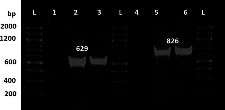 https://cdn.ncbi.nlm.nih.gov/pmc/blobs/7a0b/12210895/394921d5a03b/spectrum.01301-24.f007.jpg