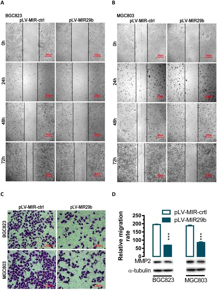 https://cdn.ncbi.nlm.nih.gov/pmc/blobs/7a0b/6216010/63c1ef72fc01/jcav09p3776g002.jpg