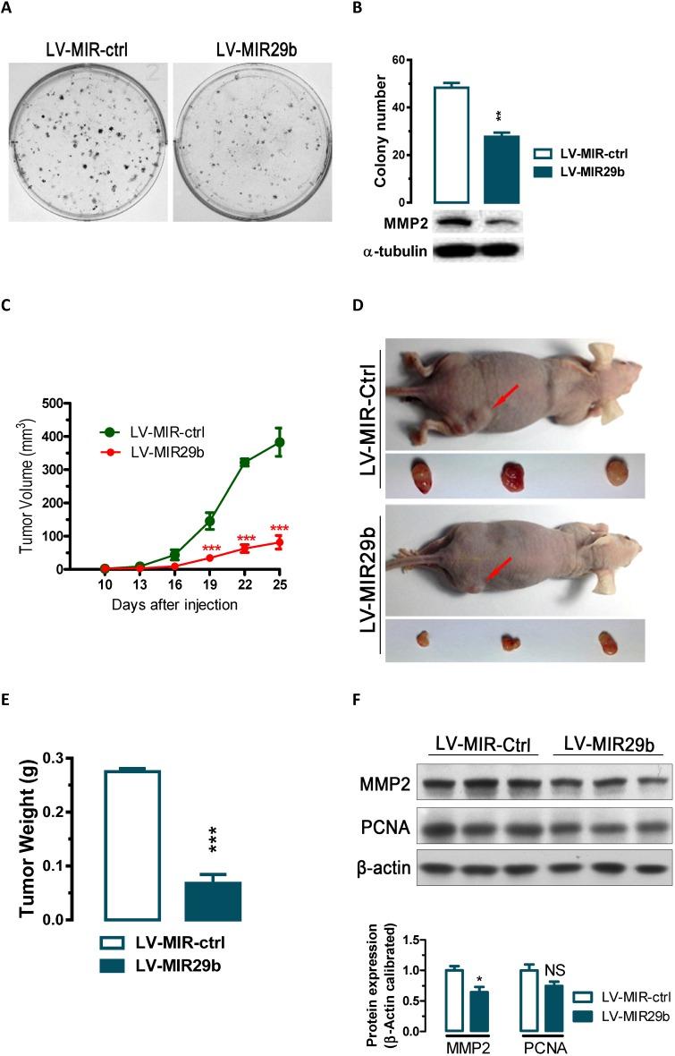 https://cdn.ncbi.nlm.nih.gov/pmc/blobs/7a0b/6216010/73848118bb97/jcav09p3776g003.jpg