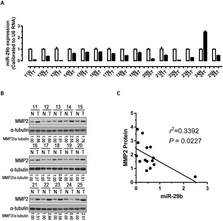 https://cdn.ncbi.nlm.nih.gov/pmc/blobs/7a0b/6216010/b6c587e4b98b/jcav09p3776g004.jpg