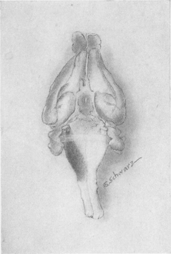 https://cdn.ncbi.nlm.nih.gov/pmc/blobs/7a0c/2041753/261b0234f003/jmedres00002-0073-c.jpg