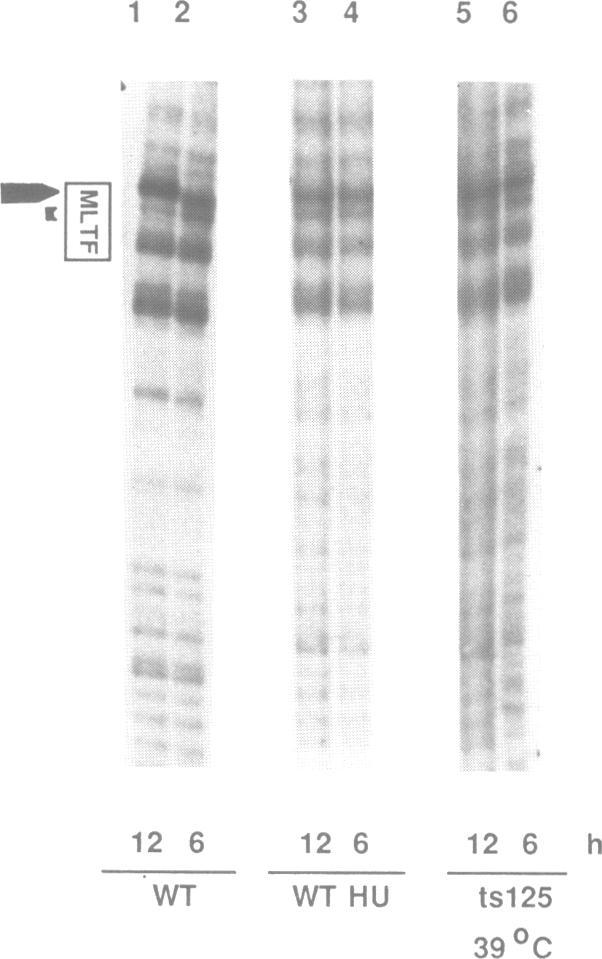 https://cdn.ncbi.nlm.nih.gov/pmc/blobs/7a0f/334297/814eb1f6891c/nar00230-0179-b.jpg