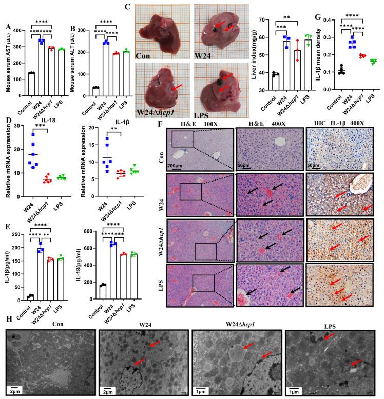 https://cdn.ncbi.nlm.nih.gov/pmc/blobs/7a15/10058142/a547ba6fdf08/toxins-15-00171-g003.jpg