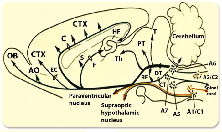 https://cdn.ncbi.nlm.nih.gov/pmc/blobs/7a17/9787384/a2a1eb0d9308/APHA-236-e13887-g003.jpg