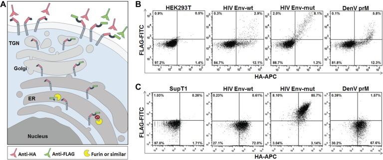 https://cdn.ncbi.nlm.nih.gov/pmc/blobs/7a1f/4438100/7466e5947729/10.1177_1087057115571247-fig1.jpg