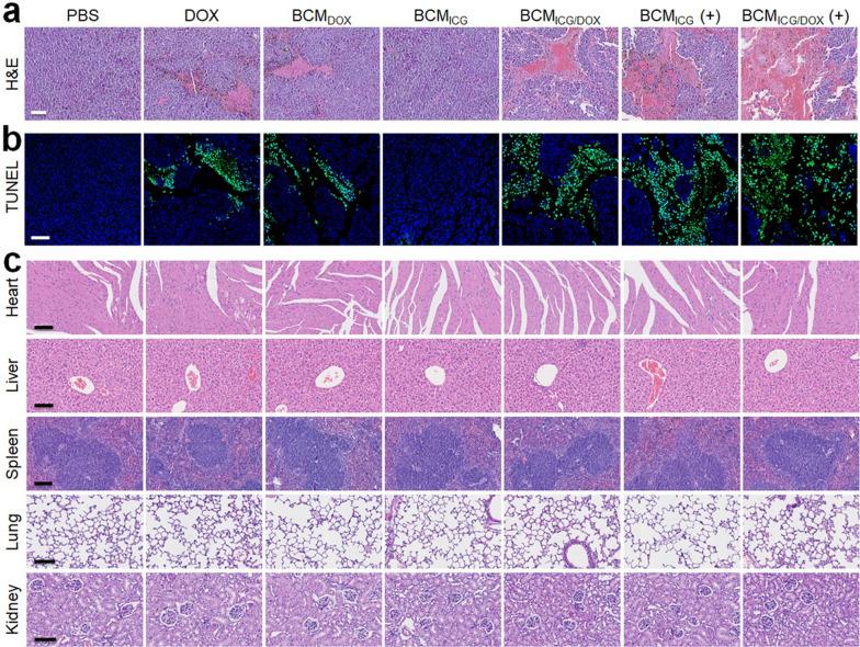https://cdn.ncbi.nlm.nih.gov/pmc/blobs/7a20/11337894/552262222590/12951_2024_2778_Fig6_HTML.jpg