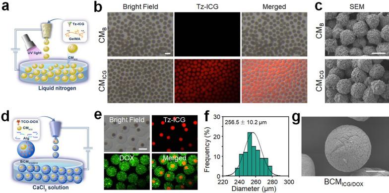 https://cdn.ncbi.nlm.nih.gov/pmc/blobs/7a20/11337894/ebec4efd08b7/12951_2024_2778_Fig2_HTML.jpg
