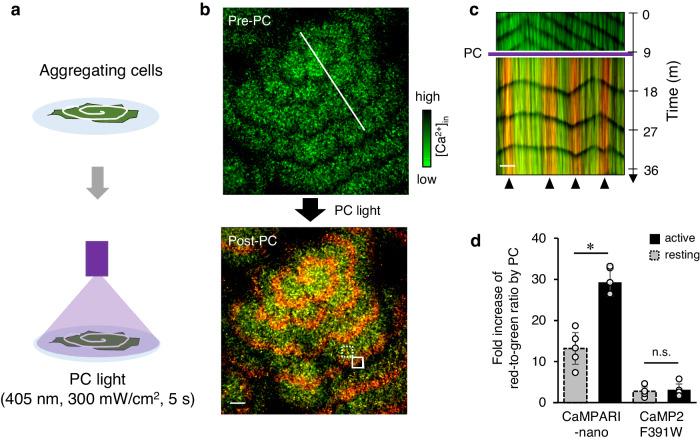 https://cdn.ncbi.nlm.nih.gov/pmc/blobs/7a21/11162441/1600ddf44921/42003_2024_6394_Fig3_HTML.jpg