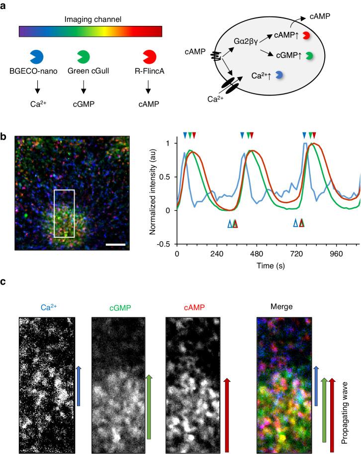 https://cdn.ncbi.nlm.nih.gov/pmc/blobs/7a21/11162441/1b736238330b/42003_2024_6394_Fig4_HTML.jpg