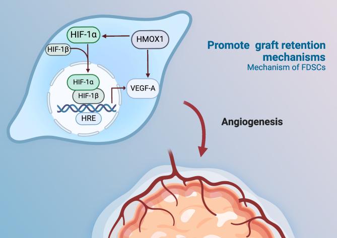 https://cdn.ncbi.nlm.nih.gov/pmc/blobs/7a21/11863534/06963305dc5b/13287_2025_4204_Fig8_HTML.jpg