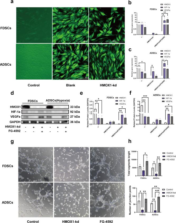 https://cdn.ncbi.nlm.nih.gov/pmc/blobs/7a21/11863534/2cfff23e4077/13287_2025_4204_Fig6_HTML.jpg