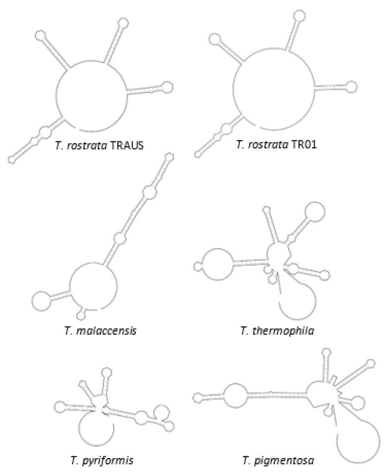 https://cdn.ncbi.nlm.nih.gov/pmc/blobs/7a23/8538936/3c8d9e73e570/microorganisms-09-02100-g005.jpg