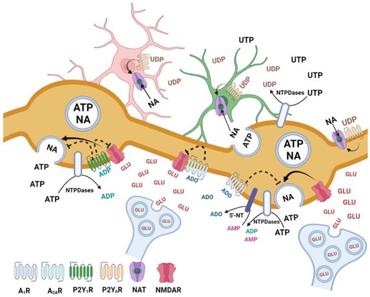 https://cdn.ncbi.nlm.nih.gov/pmc/blobs/7a24/10341078/a94657184eed/cells-12-01690-g007.jpg