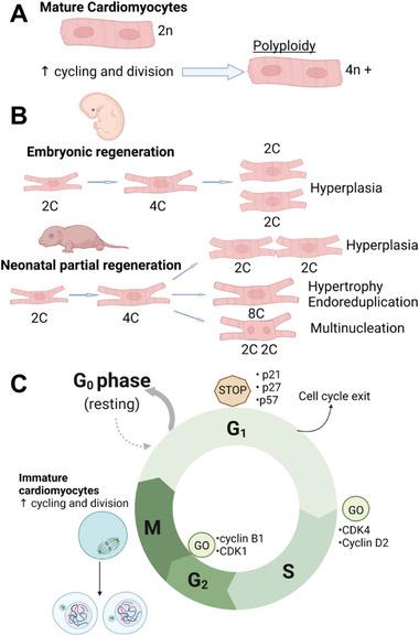 https://cdn.ncbi.nlm.nih.gov/pmc/blobs/7a24/11468390/0f4d8126e2db/ADHM-13-2303288-g011.jpg