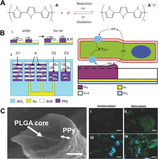 https://cdn.ncbi.nlm.nih.gov/pmc/blobs/7a24/11468390/7ec82729f584/ADHM-13-2303288-g009.jpg