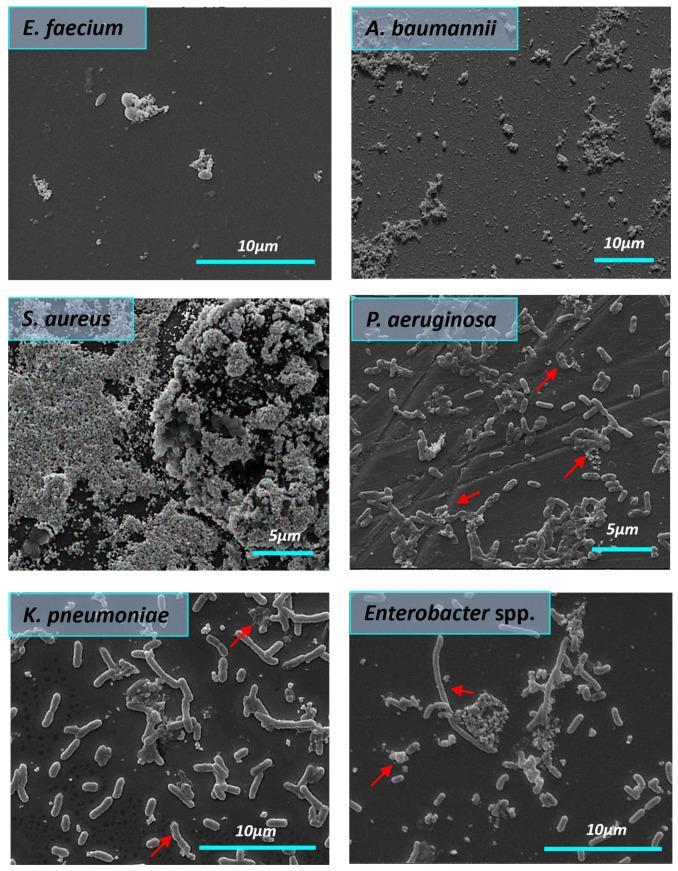 https://cdn.ncbi.nlm.nih.gov/pmc/blobs/7a27/10818322/4144f9c1ee4d/nanomaterials-14-00137-g008.jpg