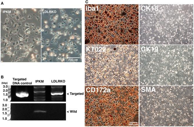https://cdn.ncbi.nlm.nih.gov/pmc/blobs/7a27/5566601/2a47dc79f6d2/fvets-04-00132-g006.jpg