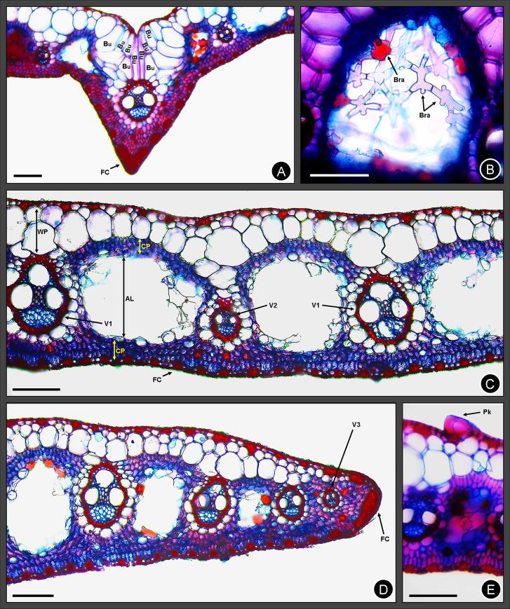 https://cdn.ncbi.nlm.nih.gov/pmc/blobs/7a27/8189457/eef28584d5dd/pone.0249737.g007.jpg