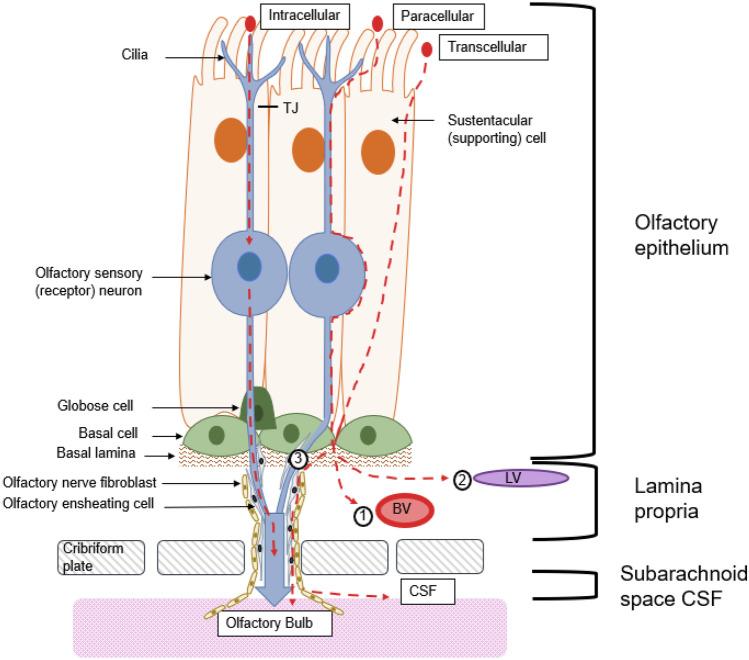 https://cdn.ncbi.nlm.nih.gov/pmc/blobs/7a29/8888470/912474bd4034/13346_2020_891_Fig3_HTML.jpg