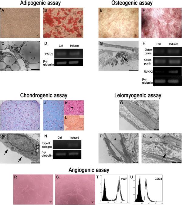 https://cdn.ncbi.nlm.nih.gov/pmc/blobs/7a38/4055119/f293a28734f8/scrt397-4.jpg