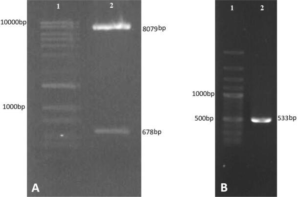 https://cdn.ncbi.nlm.nih.gov/pmc/blobs/7a38/6511583/25781918a6c7/IJPA-14-78-g003.jpg